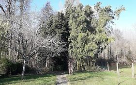 Les Guernouilles